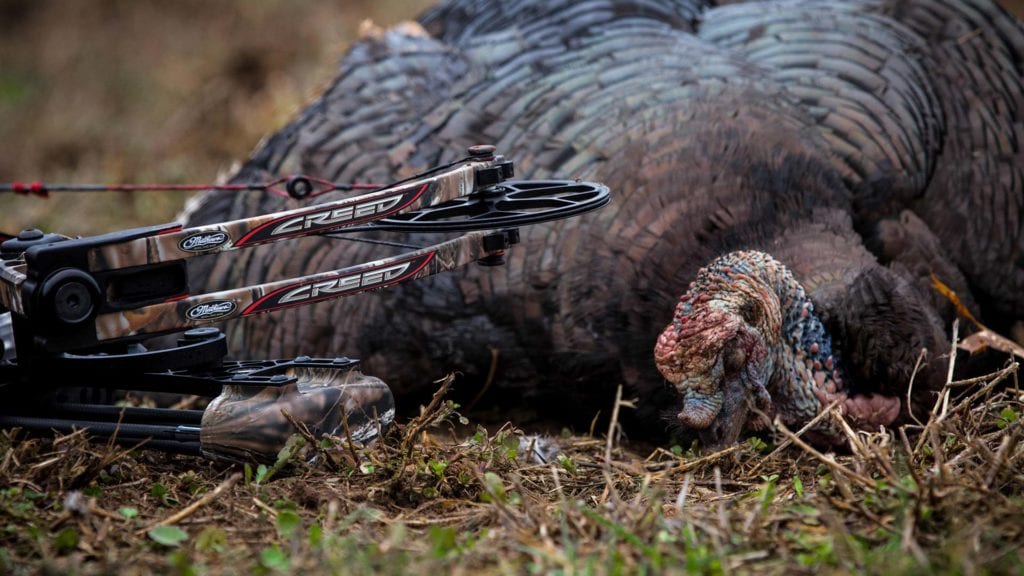 dead turkey and bow
