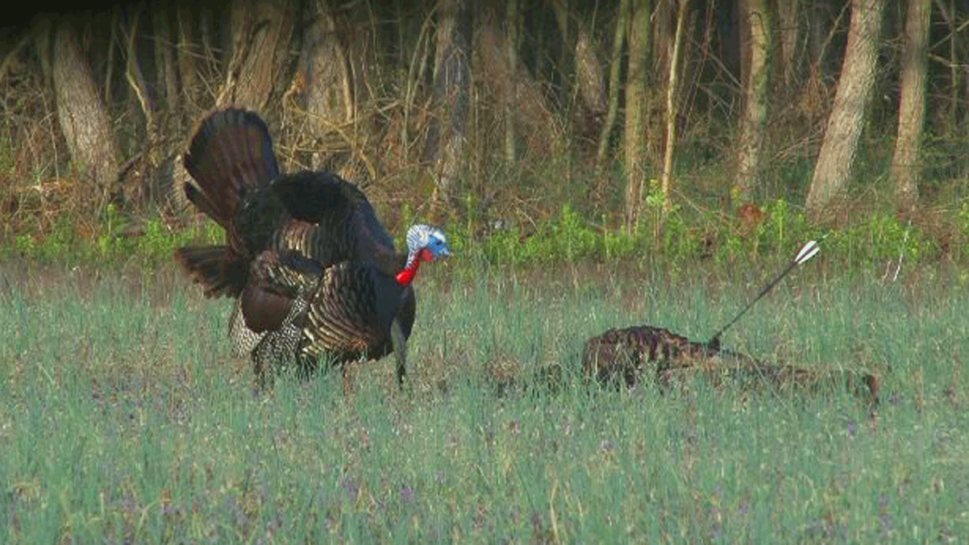 Turkey Grand Slam: Which Turkey Subspecies is the Toughest 