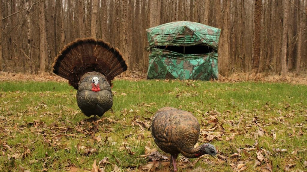 Full strut turkey decoy in front of ground blind