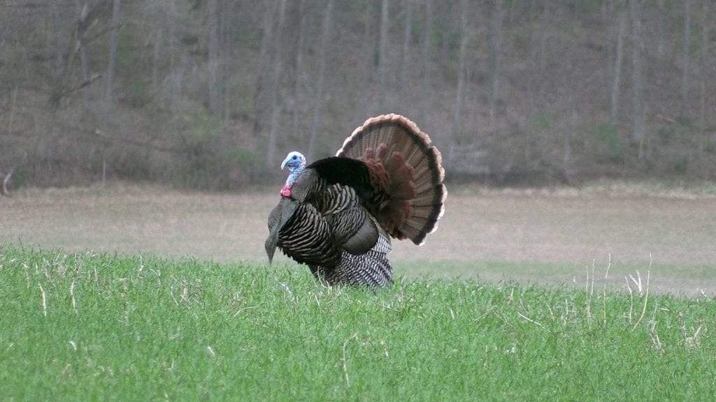 Eastern turkey at full strut