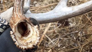 hollow deer shed antler