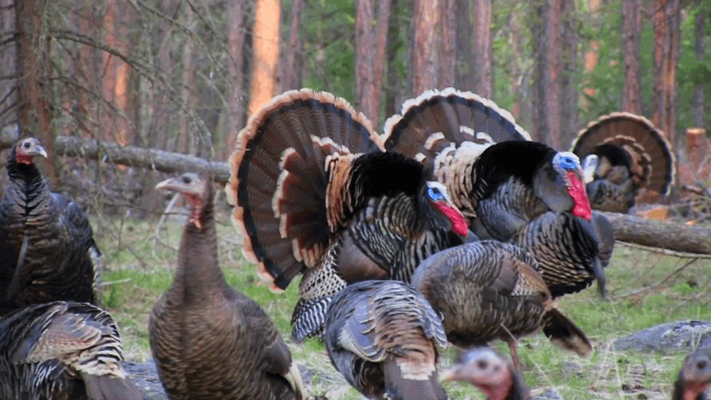 Turkey Grand Slam Which Turkey Subspecies Is The Toughest Bowhunting Com