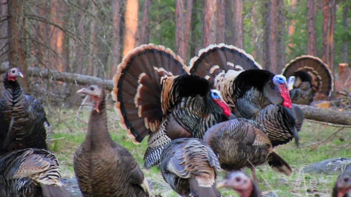 montana strutting turkeys
