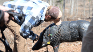 3D shoot hog target
