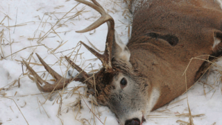 dead buck in snow