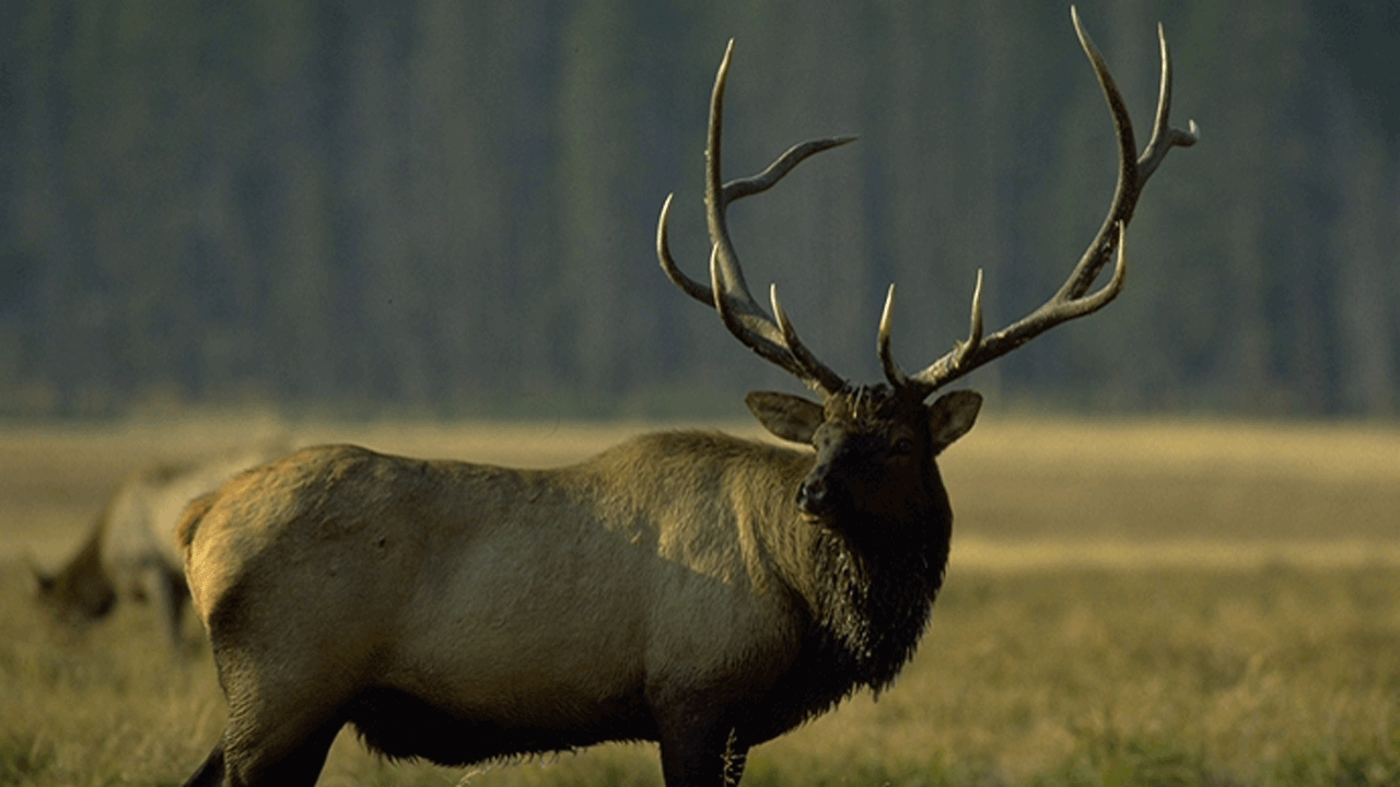 bull elk in field poaching
