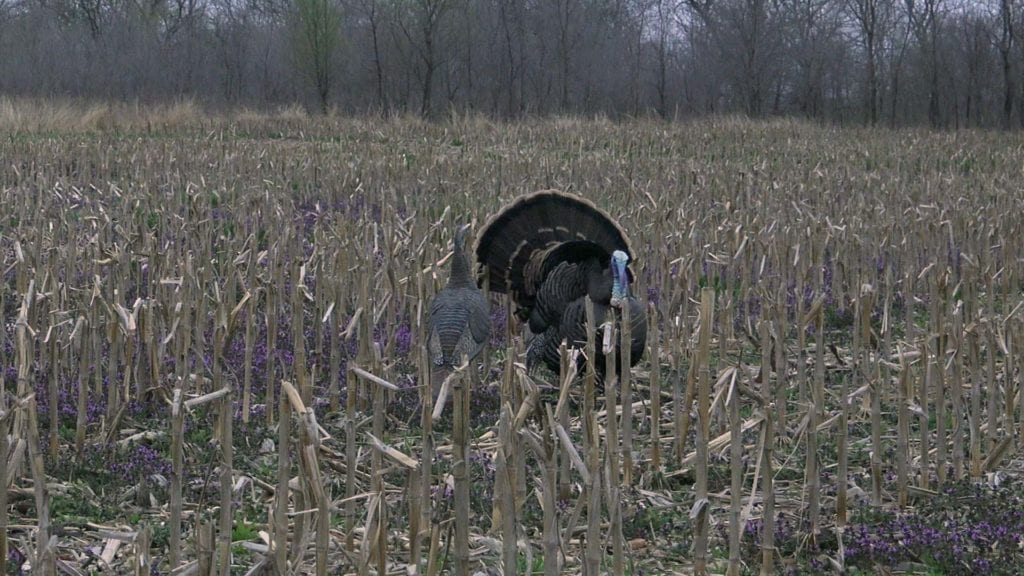 Tom turkey strutting in cut corn field