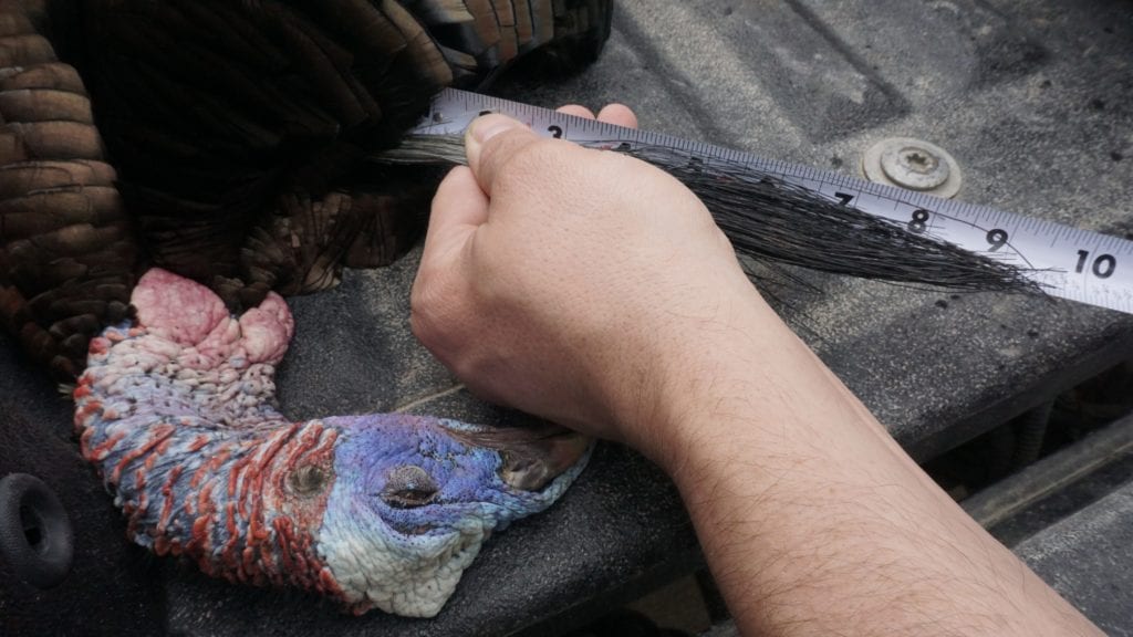Measuring turkey beard