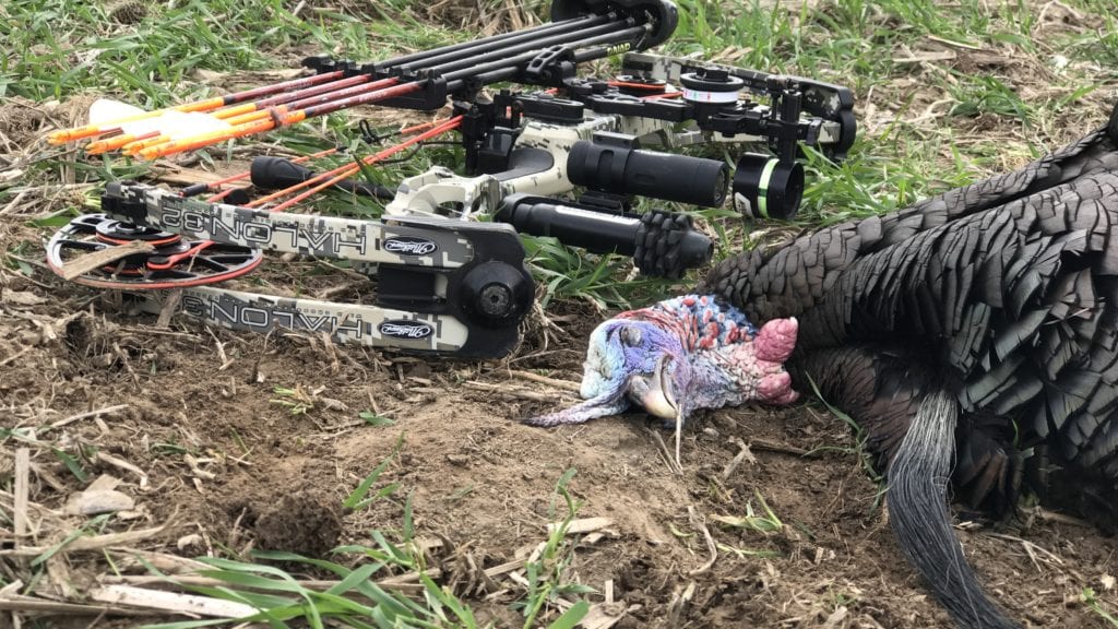 turkey and bow on the ground