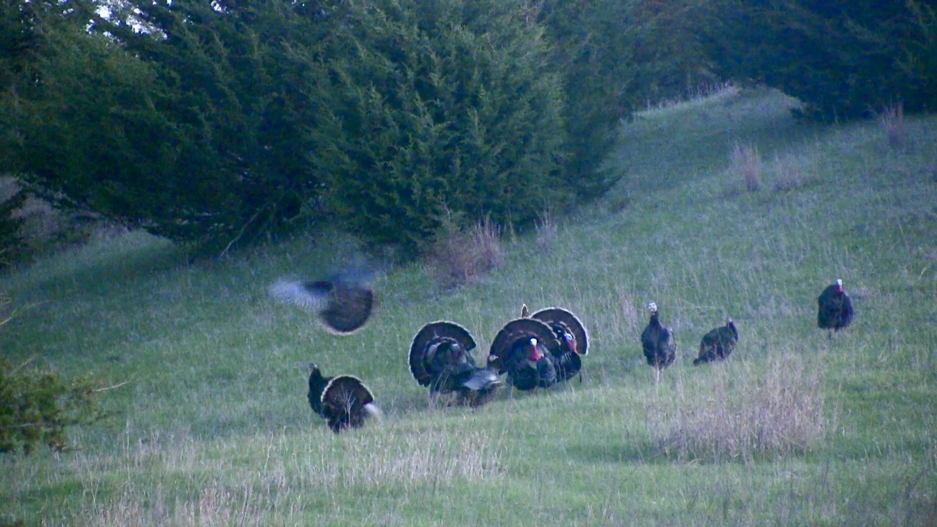 turkey flydown