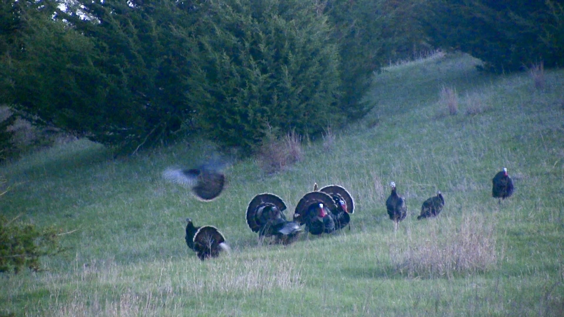 turkey flydown