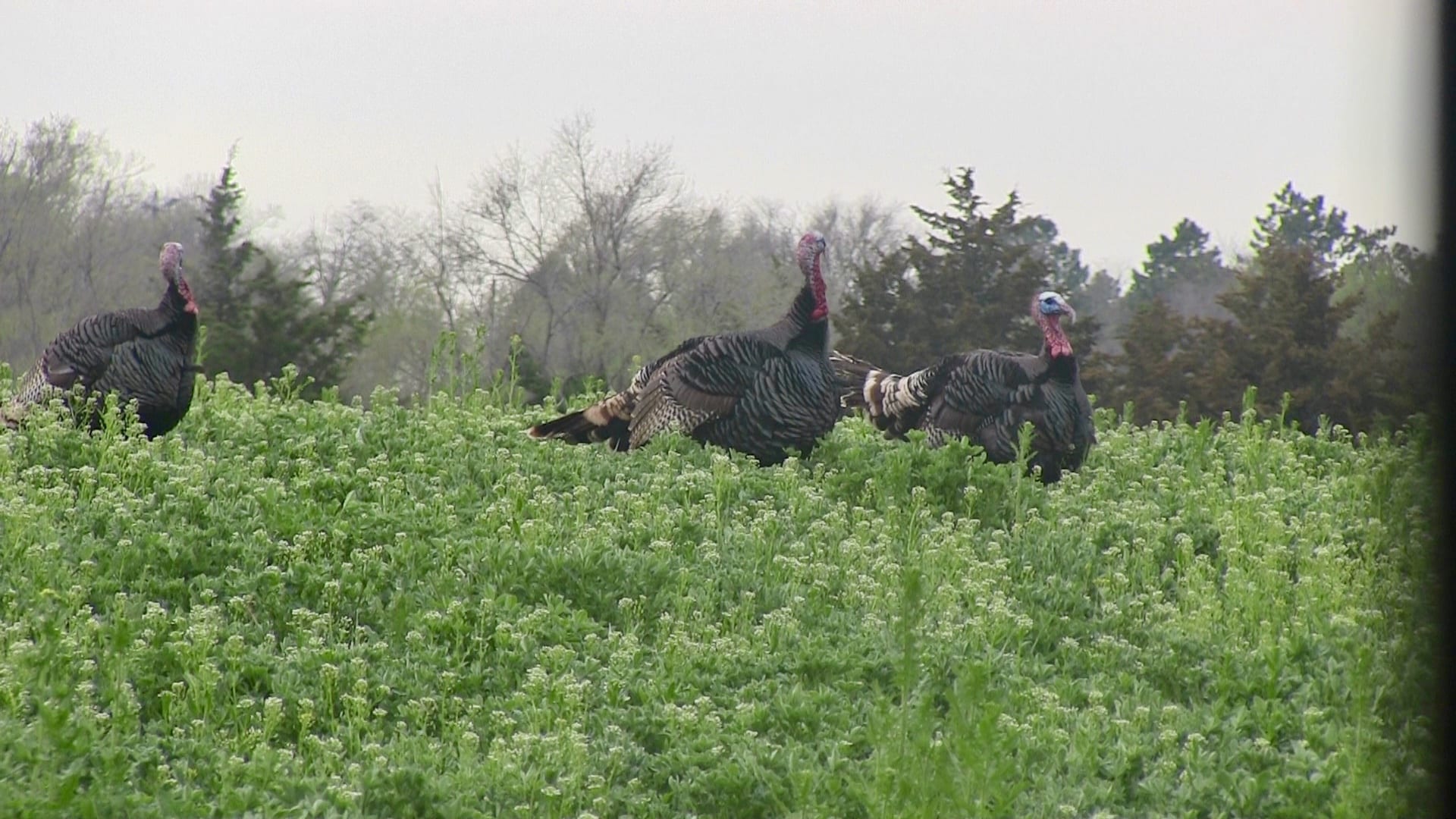 jakes in the field in Nebraska turkey camp