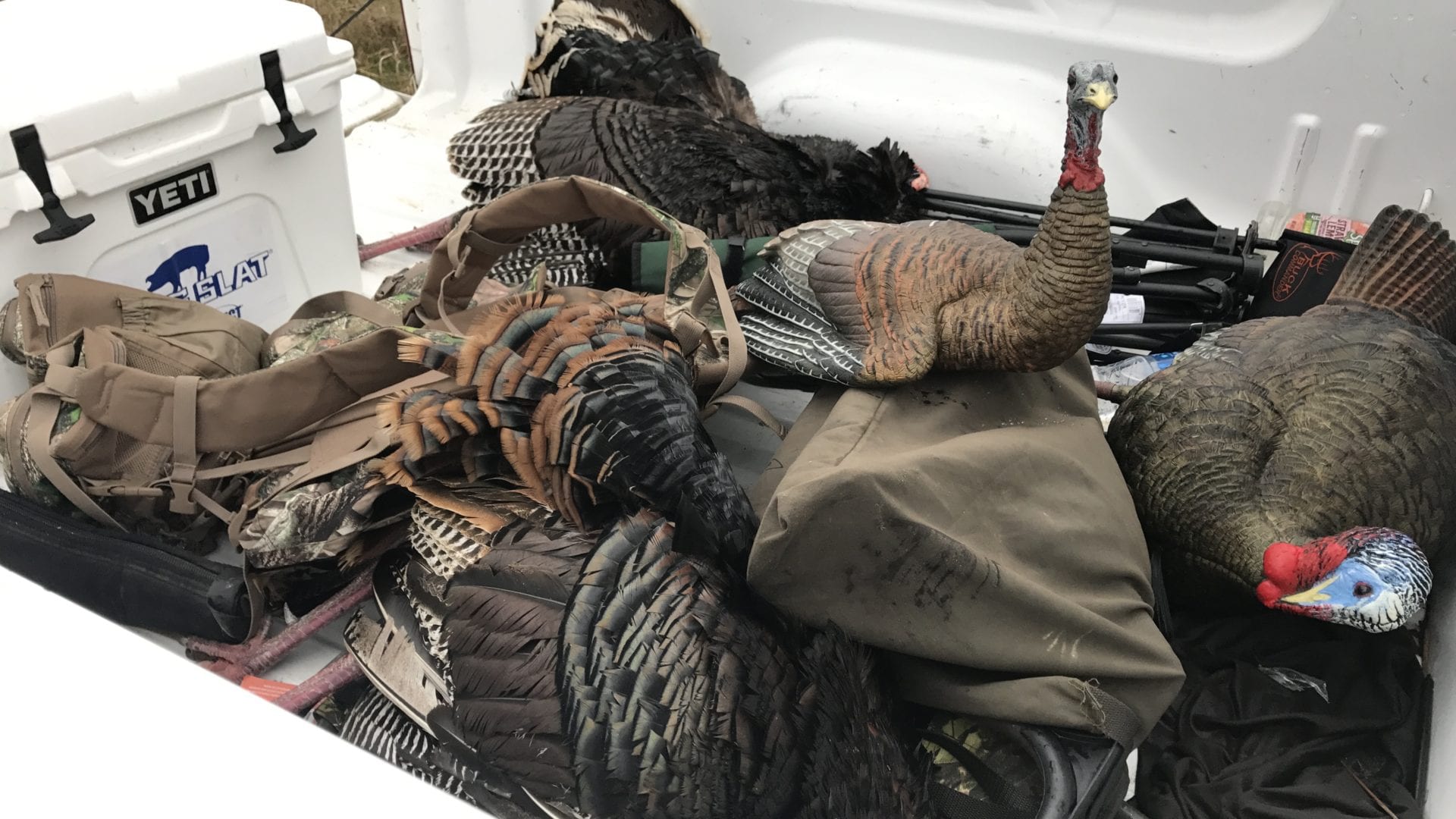 turkeys in truck