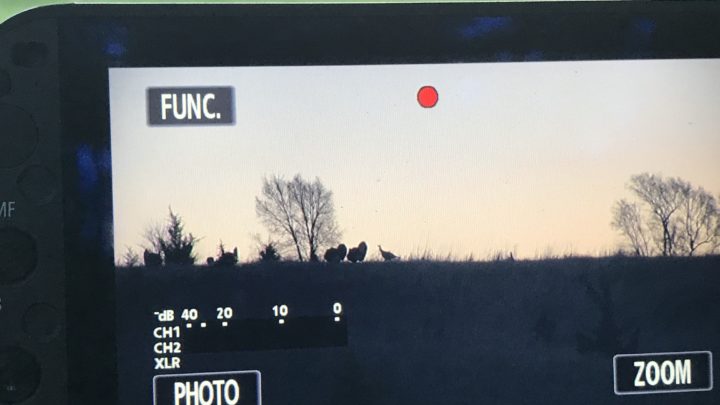 turkeys on skyline