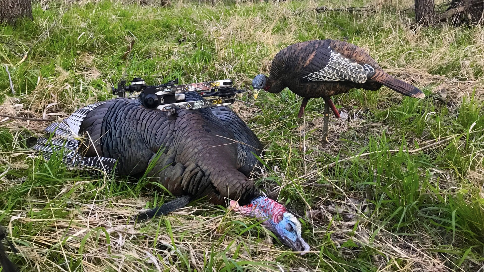Mathews halon 32 with turkey