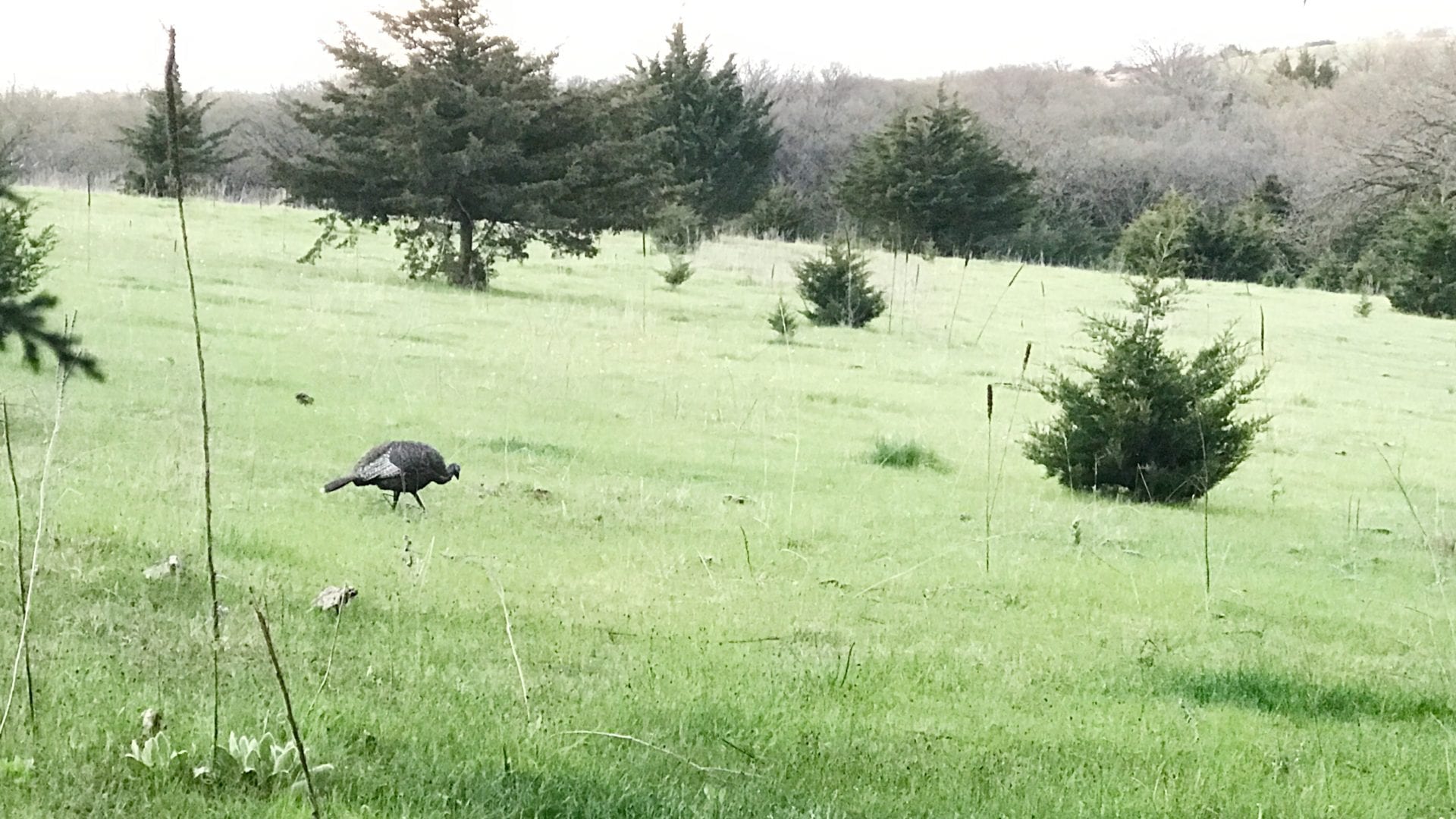 turkey decoy in field