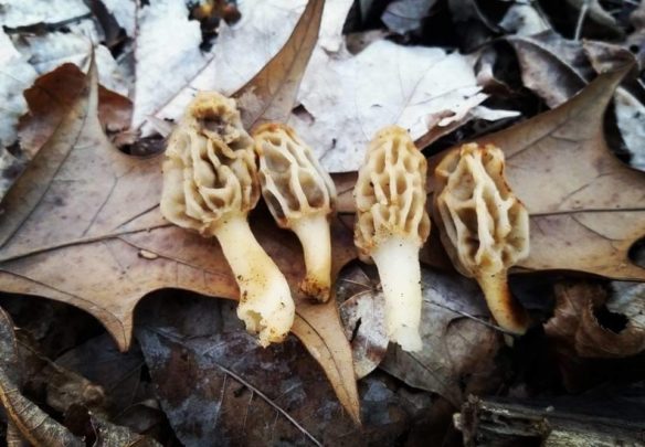kateshrooms