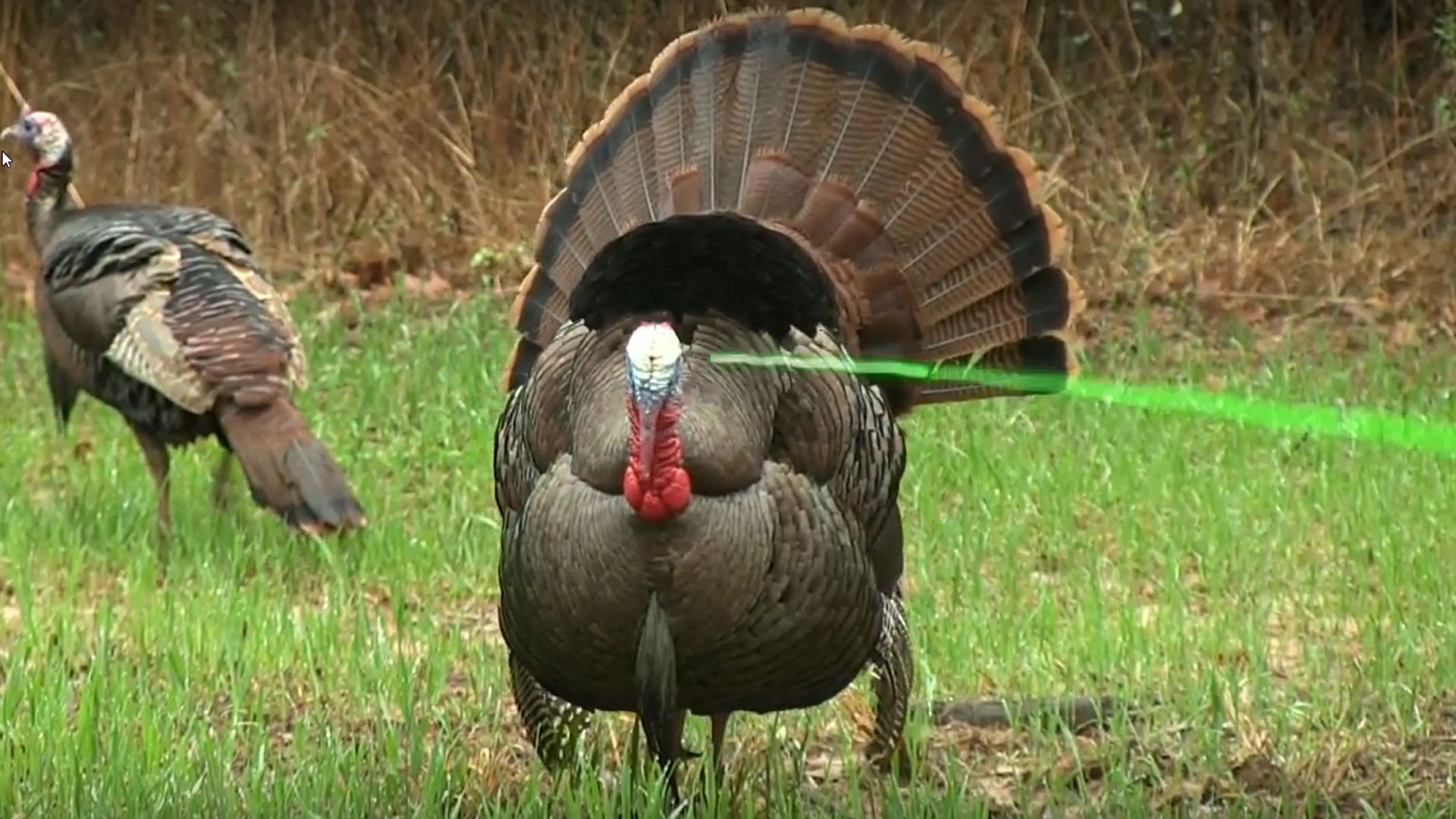 double-bearded boss strutting turkey with lighted nock