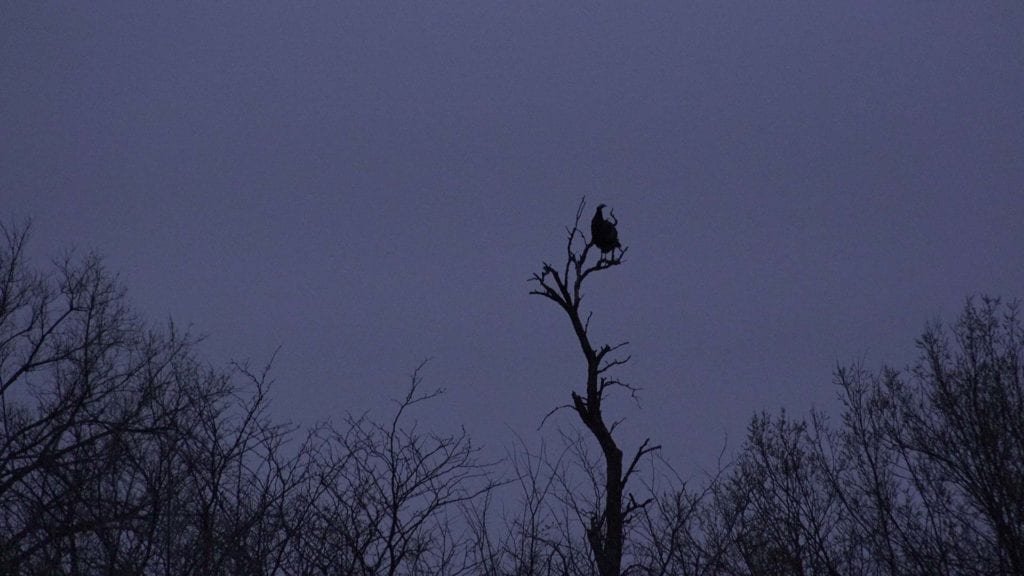 Kansas turkey roosted in tree