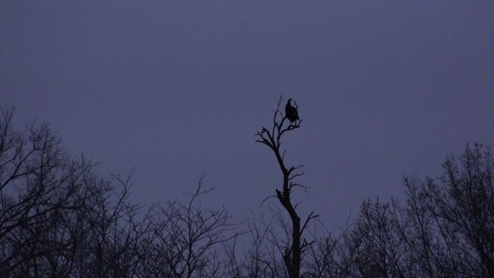 Kansas turkey roosted in tree