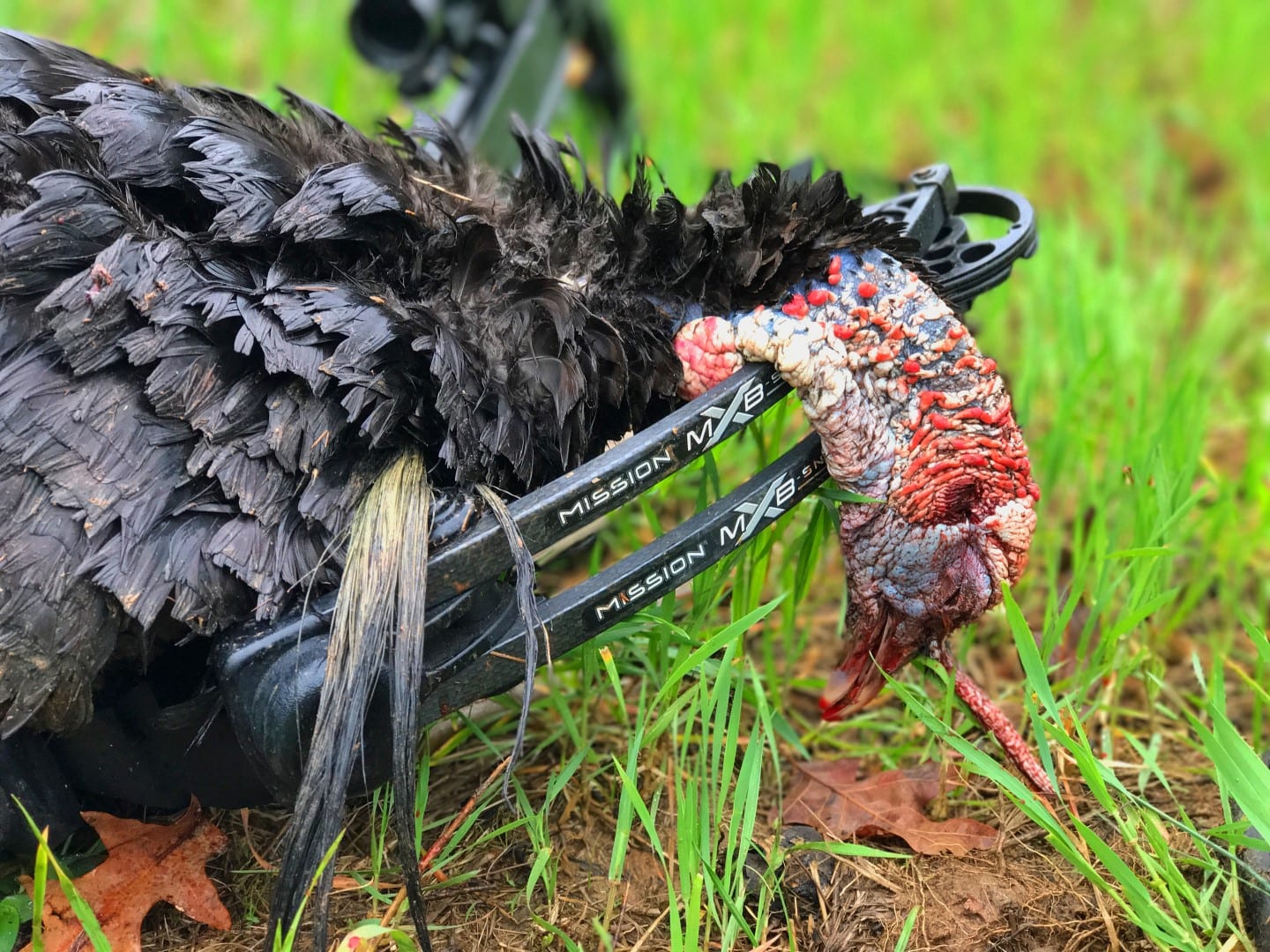 double bearded gobbler with crossbow