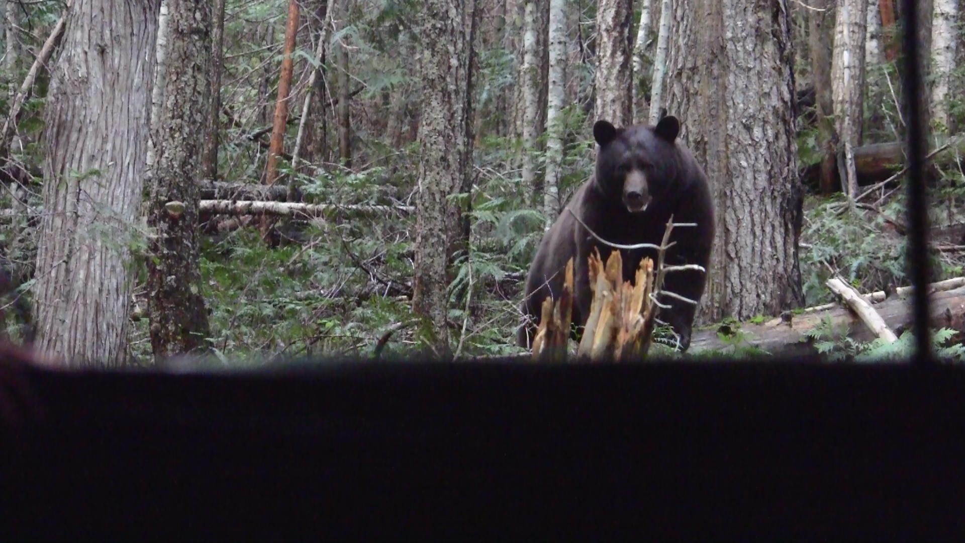 bear standing