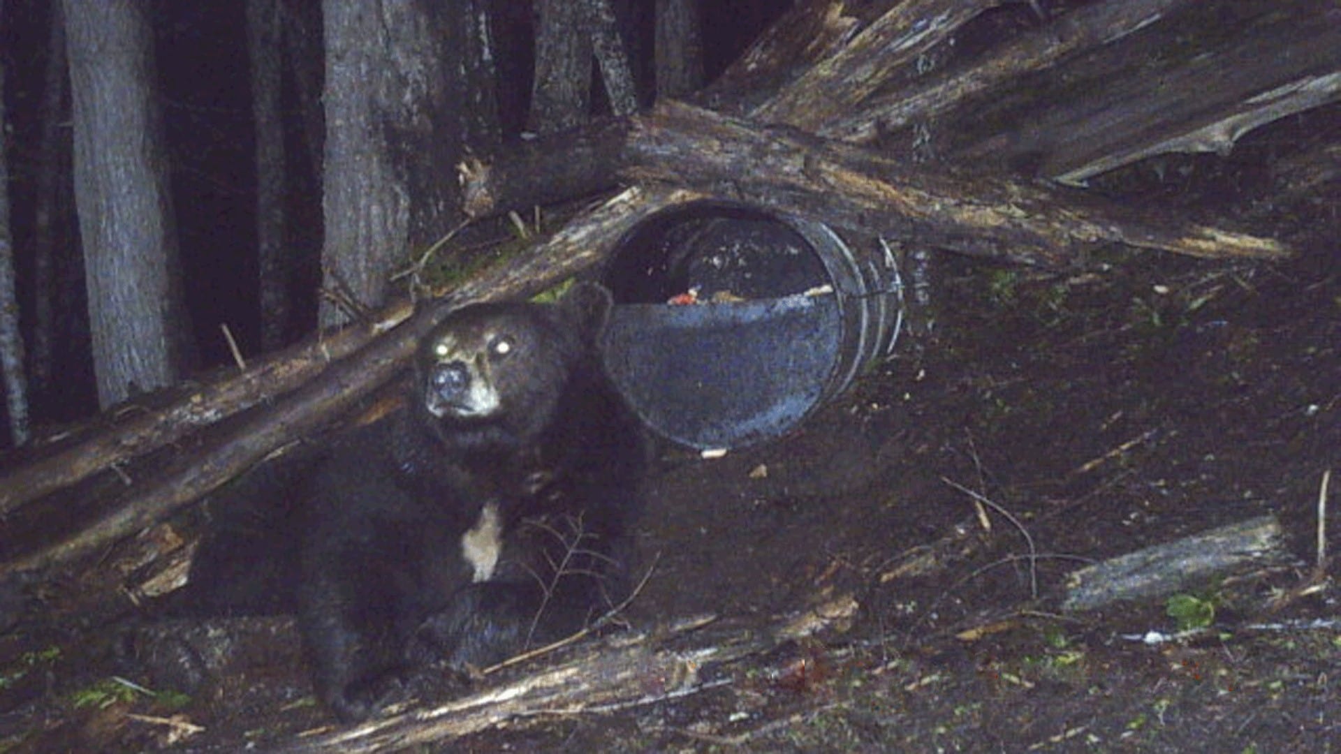 black bear on trail camera