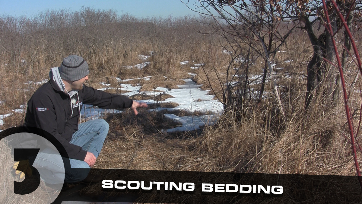 Scouting Whitetail Deer Part 3 Scouting Bedding Areas