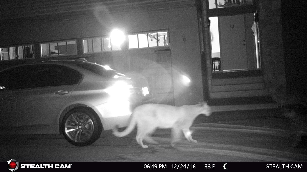 stealth cam mountain lion at house