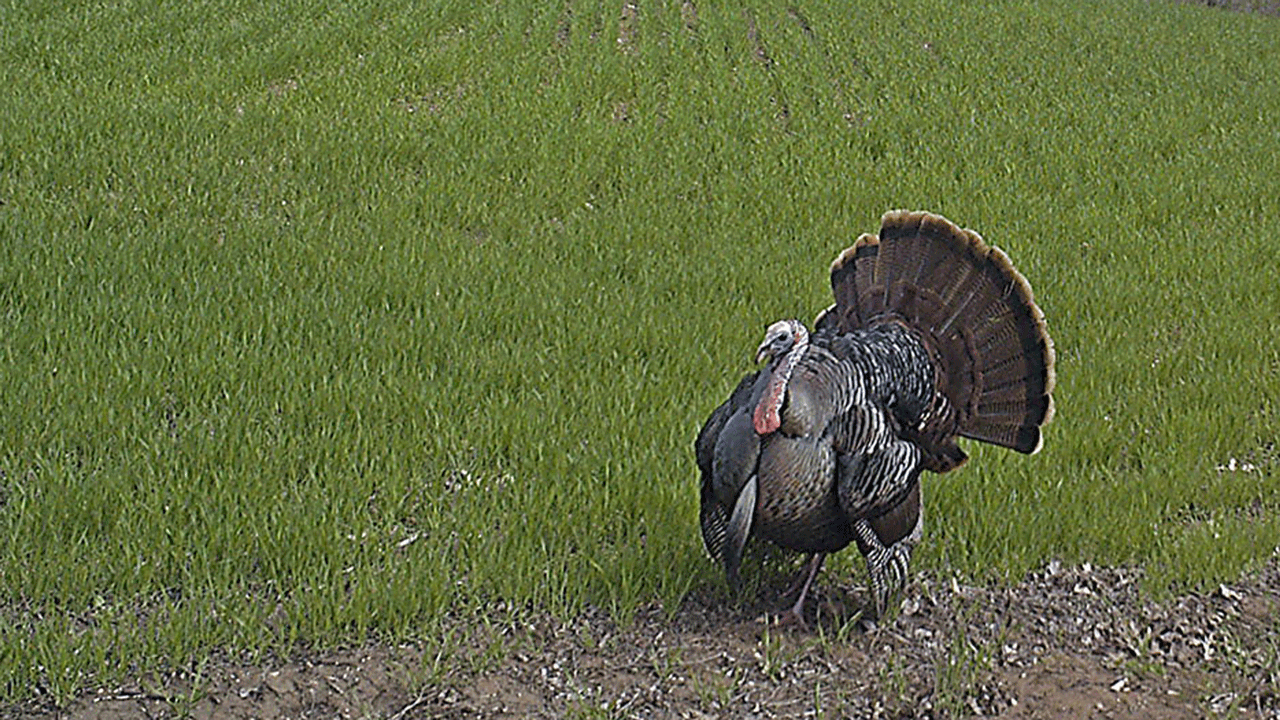 strutting turkey in field