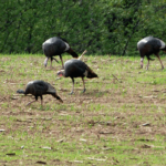 turkey flock in field