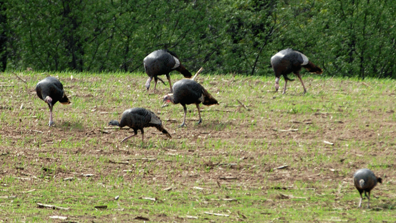 turkey flock in field