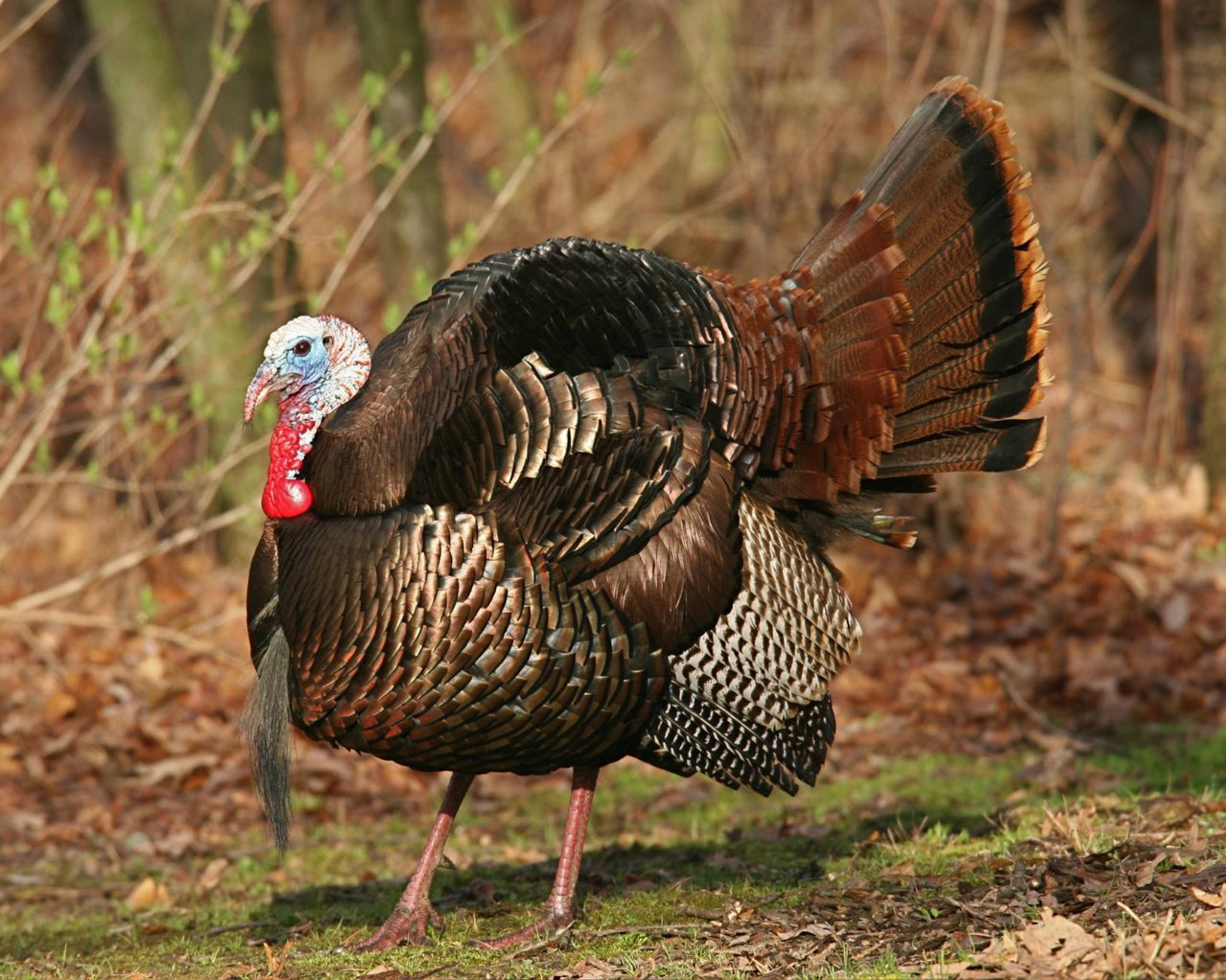 strutting turkey close up