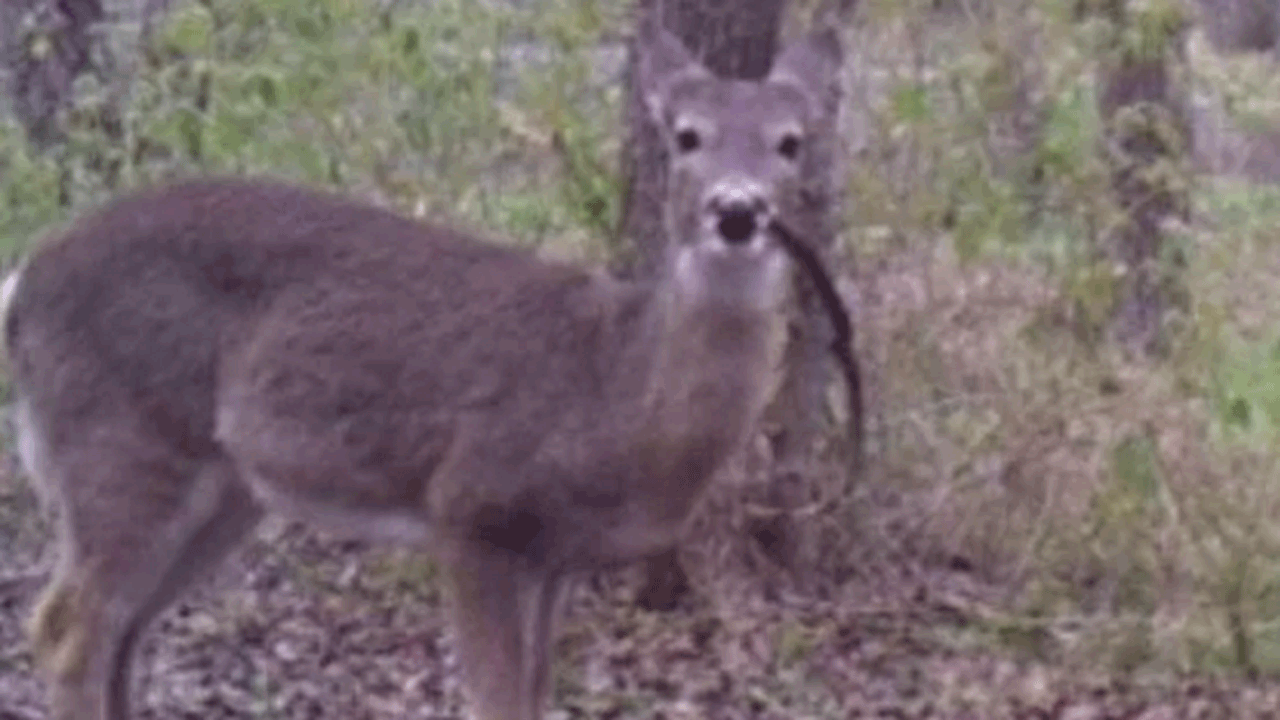 Deer knawing on bone deer eats human
