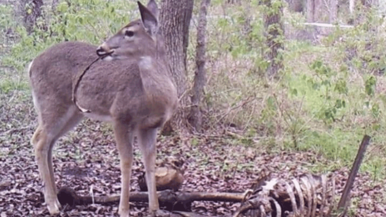 Deer with bone in mouth