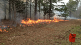 controlled burn