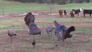 turkey decoys with gobbler