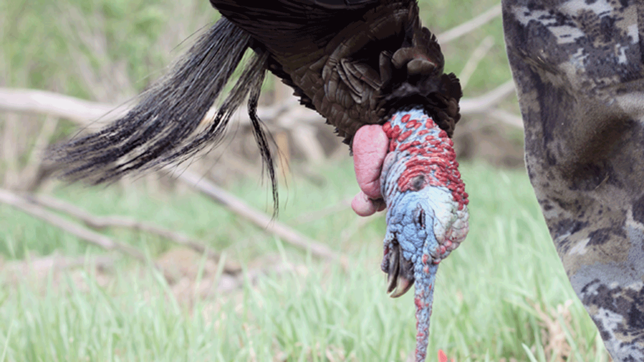 triple bearded turkey