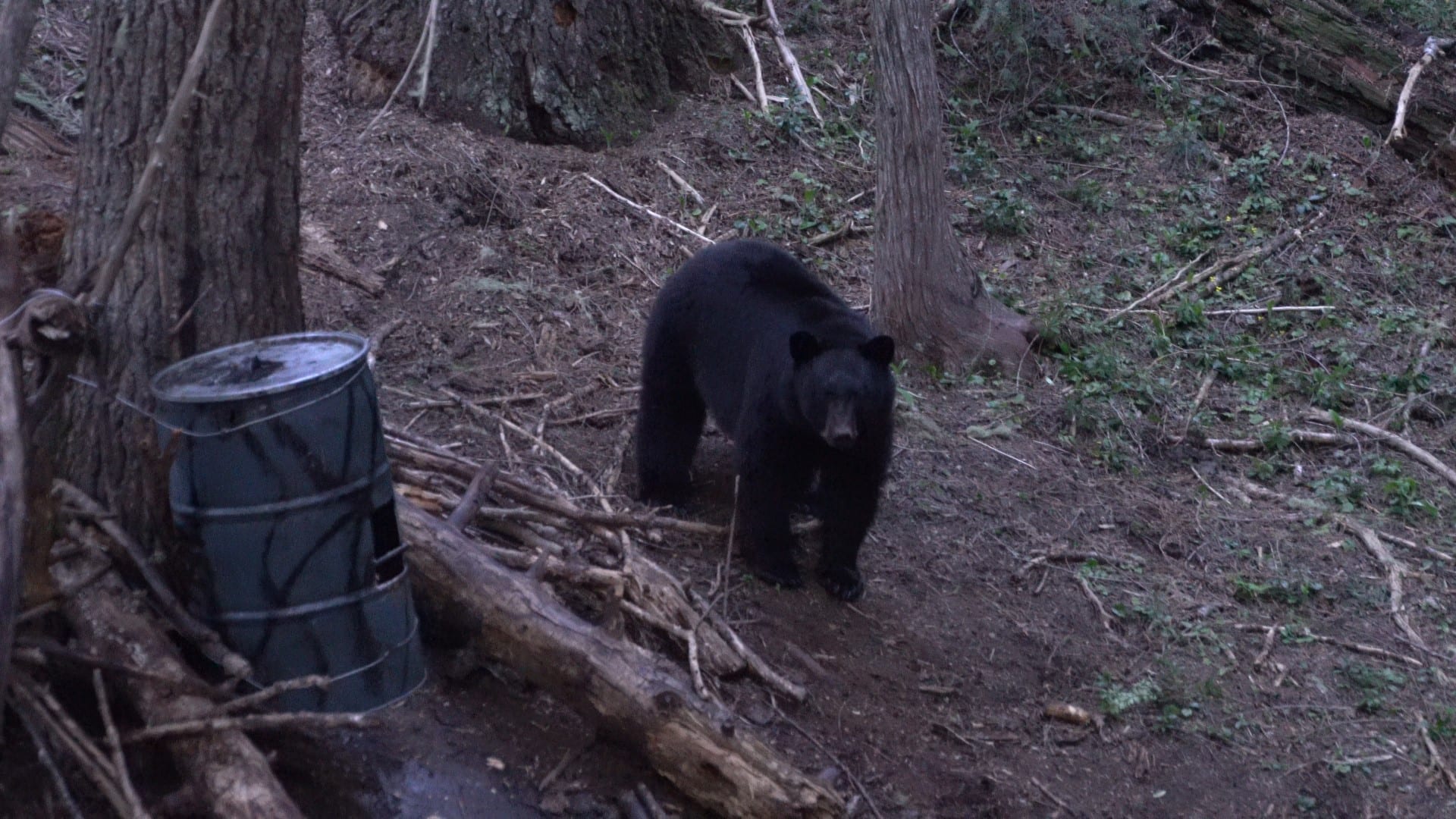 black bear at bait site