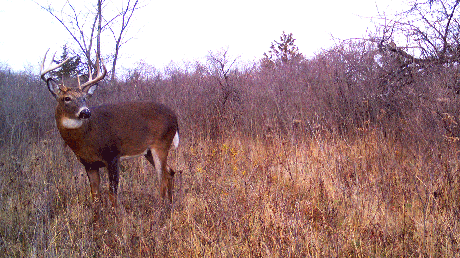 big buck in field looking