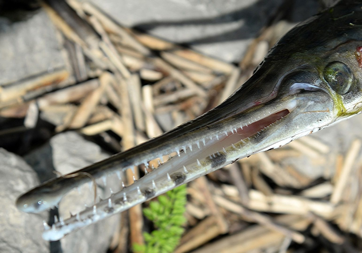 bowfishing gar