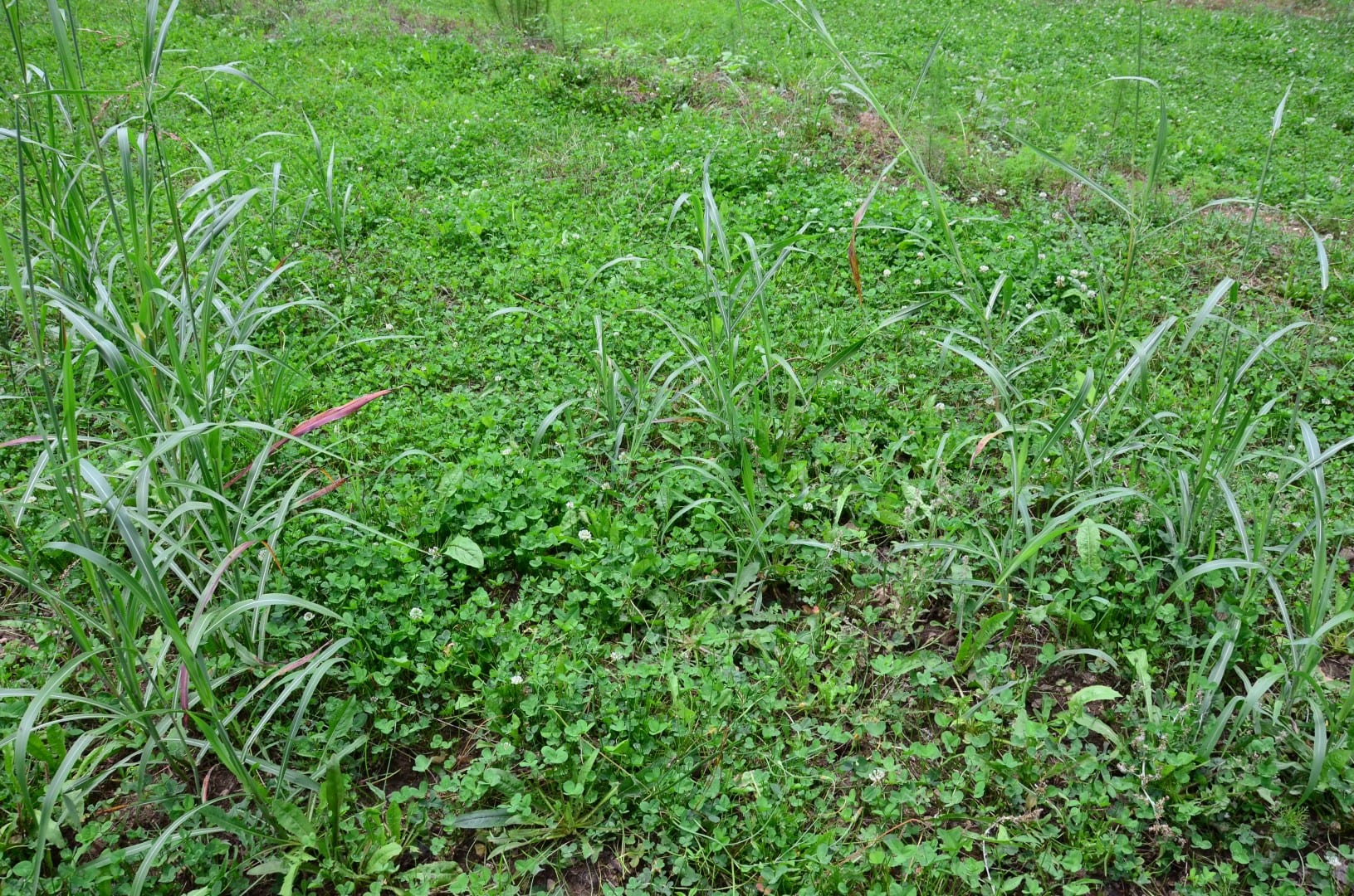 grass in clover food plot 