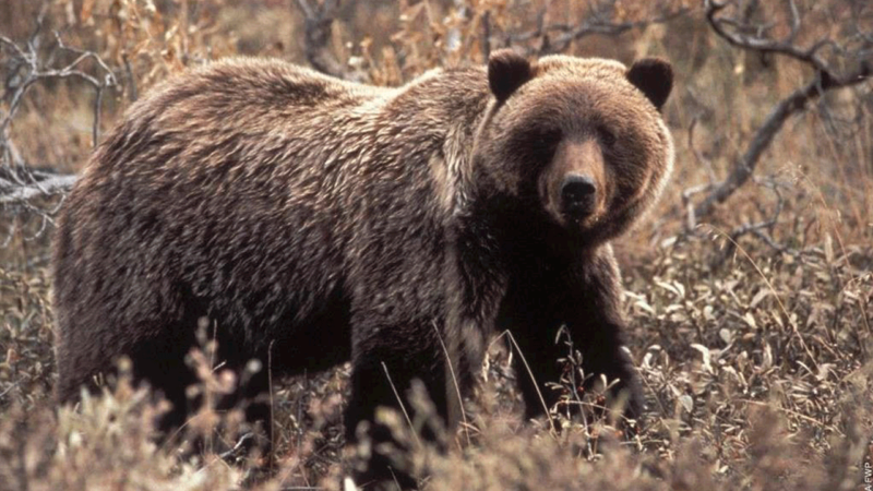 Montana grizzly bear