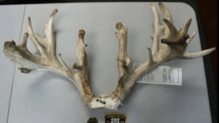 Pennsylvania Buck