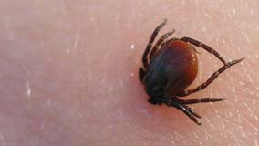 tick-disease