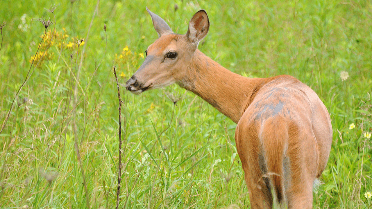 Should bounty hunting CWD deer be legal? - doe standing looking