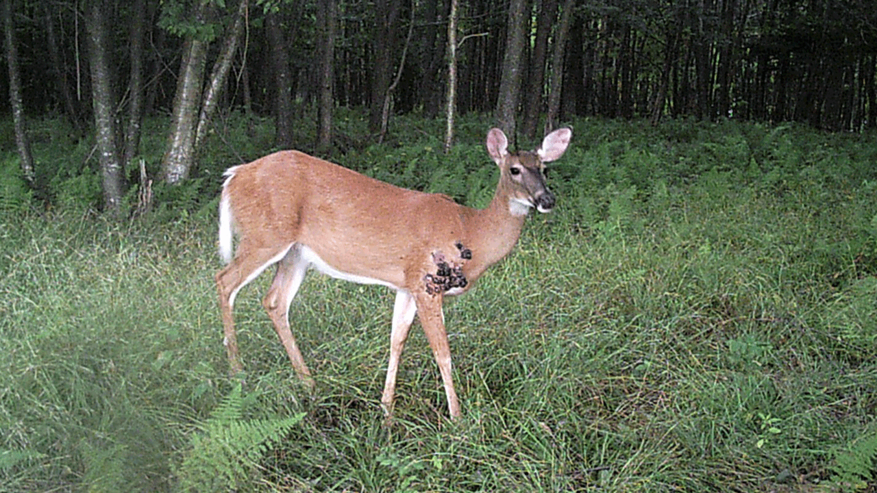 deer with warts