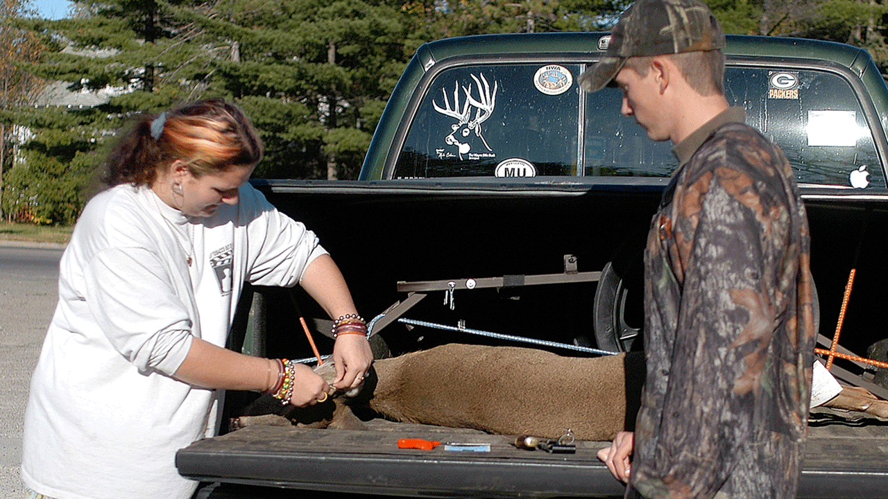 tagging deer