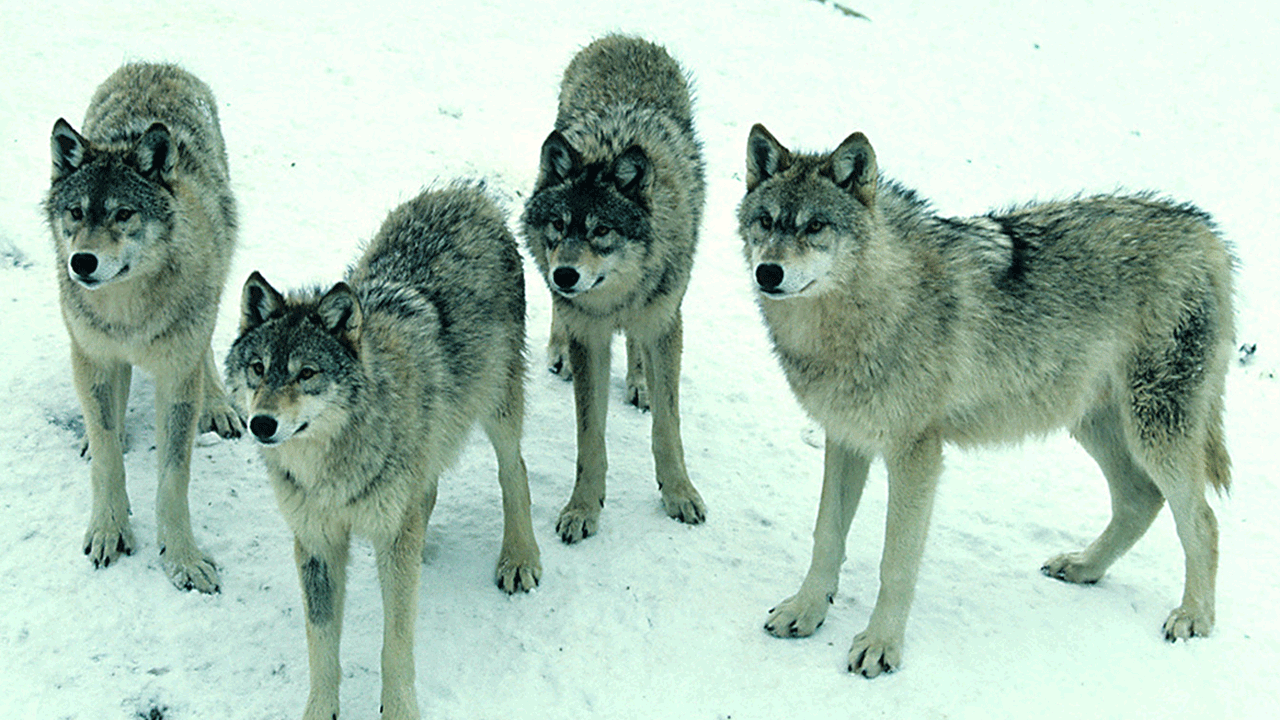 wolf pack in snow