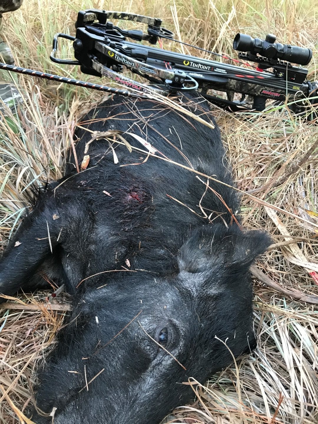 dead hog with crossbow